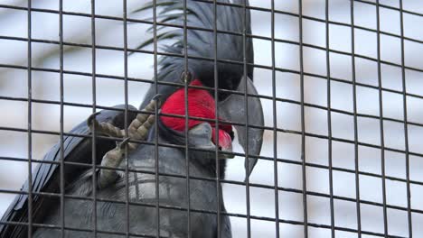 Palm Cockatoo perched on a cage, displaying vivid red face and striking features