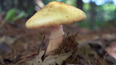 mushroom in wooded forest floor (pan left to right)