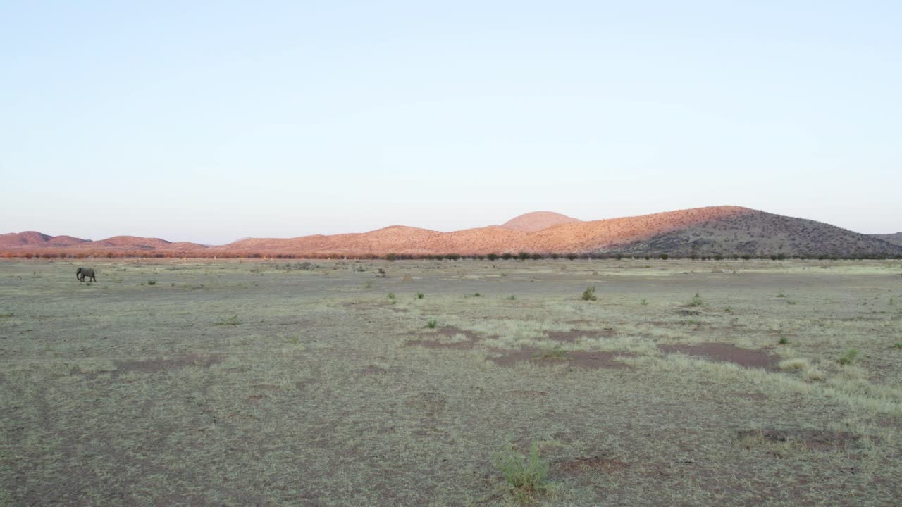 elefante africano en peligro de extinción en el parque nacional de etosha en namibia, áfrica