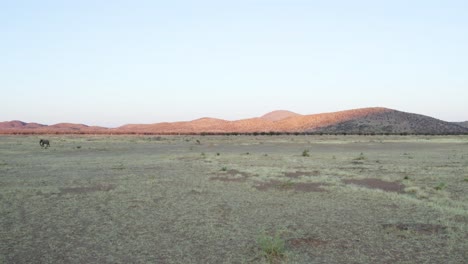 elefante africano en peligro de extinción en el parque nacional de etosha en namibia, áfrica