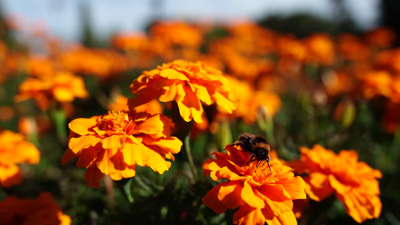 Bombo che Impollina un Vivace Fiore di Calendula ad Albert Park, Auckland, Nuova Zelanda - Primo Piano.