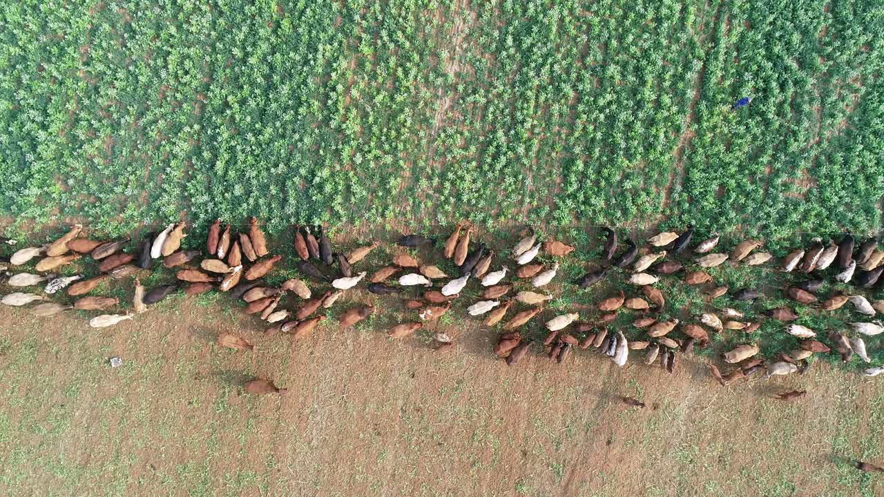 vista aérea de una franja de pastoreo de un rebaño de ganado con cercas eléctricas móviles en una granja rural, sudáfrica