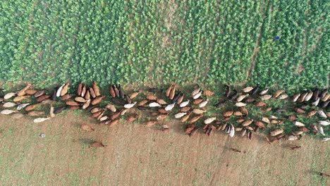 Aerial-view-of-strip-grazing-by-a-herd-of-cattle-with-movable-electrical-fencing-on-a-rural-farm,-South-Africa