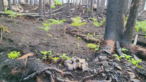 green plants grow from the ashes