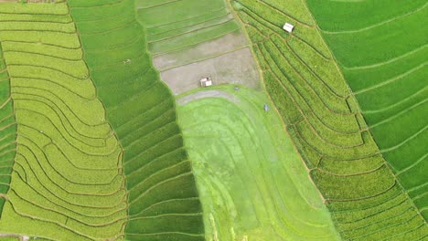 Toma-Aérea-Vívida-De-Arrozales-Fértiles-En-Canggu-Bali-Que-Muestra-Varias-Etapas-De-Vegetación