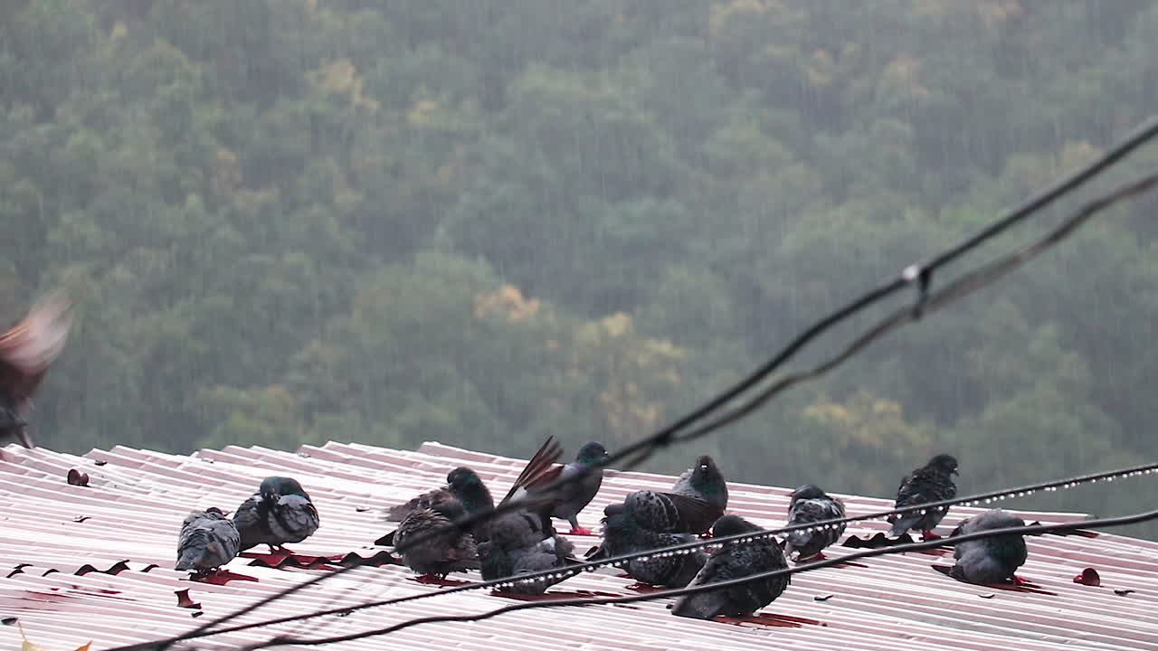 Flock of pigeons in the rain. Pigeon dove enjoying rain bath. Slowmotion video