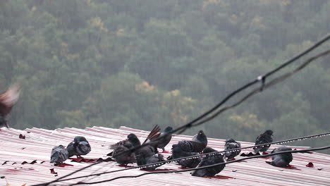 flock of pigeons in the rain. pigeon dove enjoying rain bath. slowmotion video