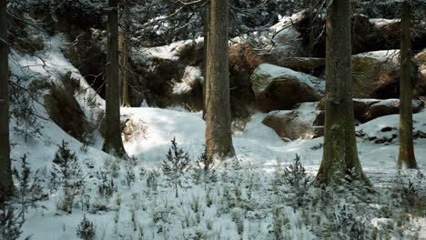 snowy forest