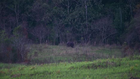 Grazing-near-the-end-of-the-treeline,-a-single-Gaur-Bos-gaurus,-Thailand-is-getting-its-fill-as-the-sun-is-setting-in-the-National-Park-in-Thailand