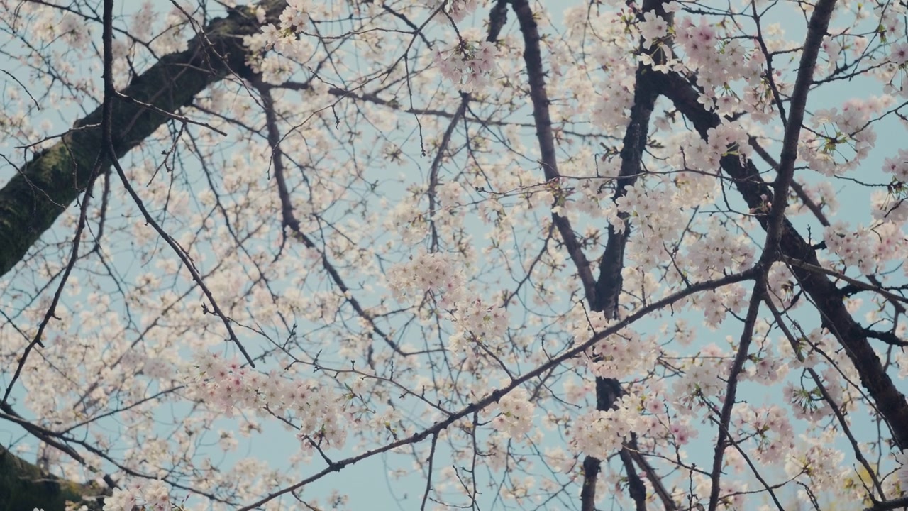 Scatto macro di un ramo di sakura con petali delicati e sfondo naturale