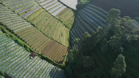 Vista-Aérea-De-Una-Hermosa-Plantación-De-Hortalizas-En-Terrazas-En-La-Ladera-Del-Monte-Sumbing-En-Magelang,-Java-Central,-Indonesia