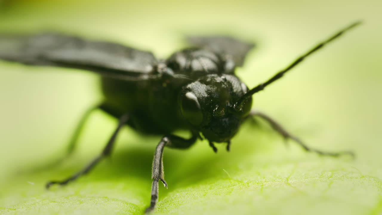 Azalea argid sawfly (Arge similis) resting on leaf, macro closeup