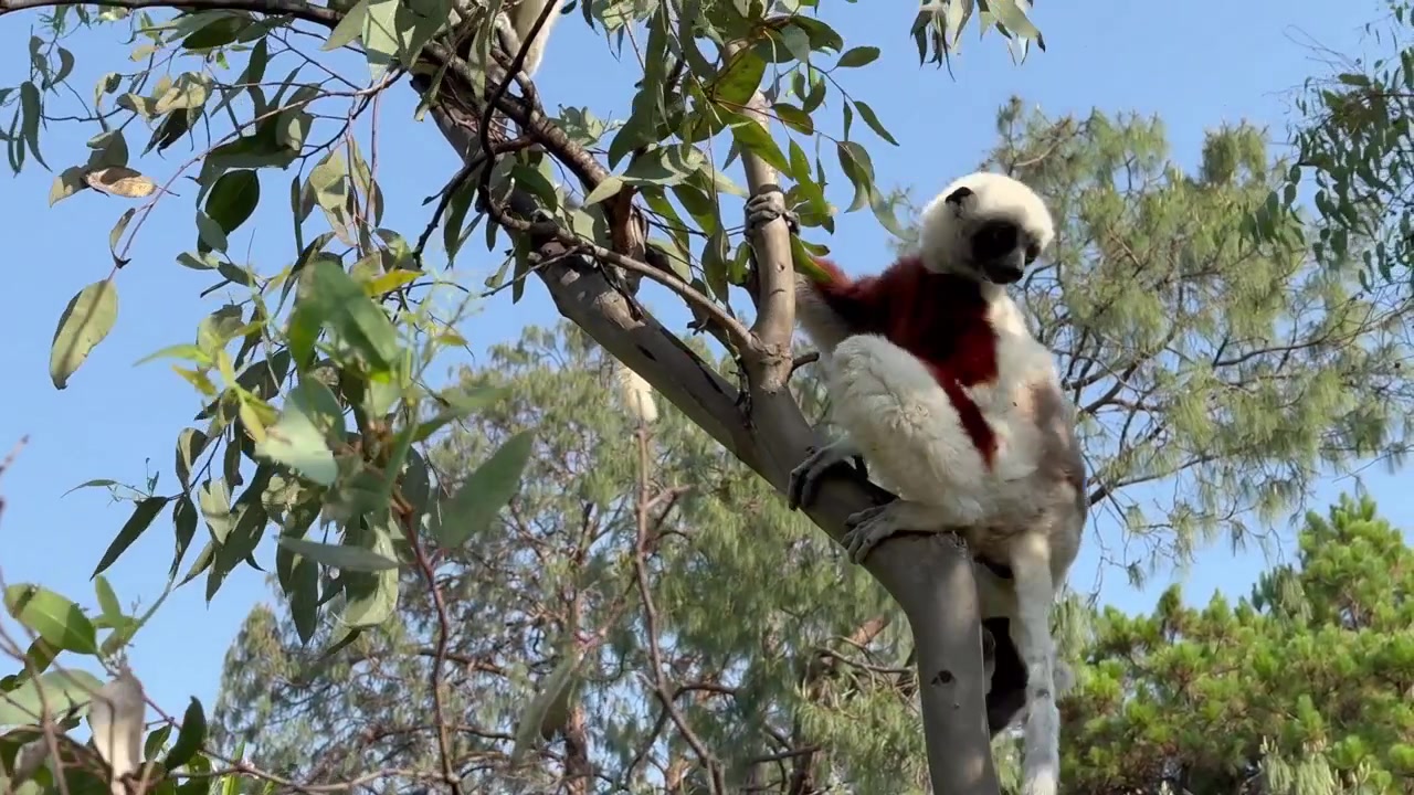 Sifaka de Coquerel (Propithecus coquereli) desce da árvore. Madagascar.