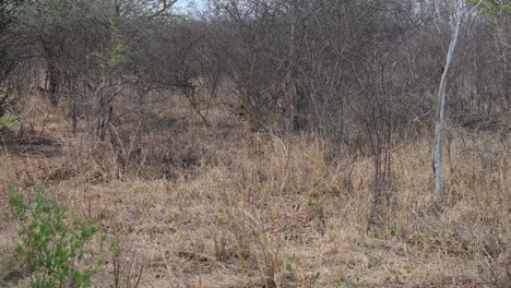 el leopardo se queda quieto a la espera de una matanza