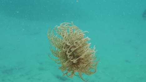 Anémona-Nadadora-Boloceroides-Mcmurrichi-Nada-A-Través-De-Las-Aguas-Azules-Del-Océano-Usando-Sus-Tentáculos-Para-Nadar