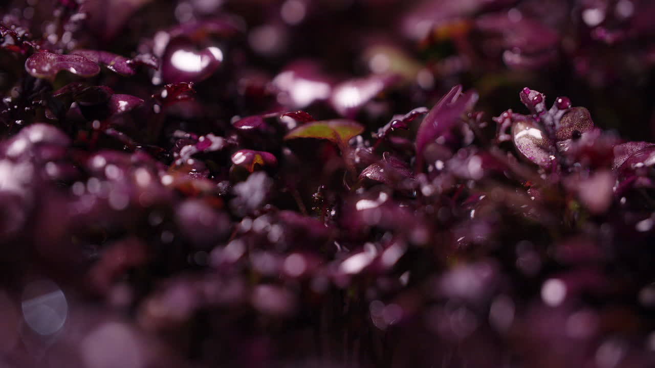 Close-up of Purple Microgreens