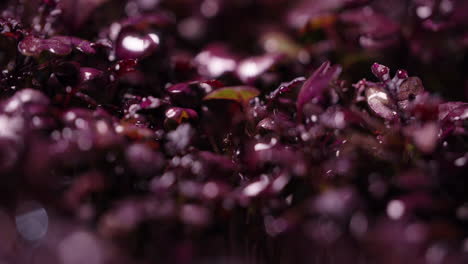 close-up of purple microgreens