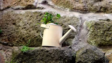 Watering-can-acting-as-a-flowerpot-with-a-plant-inside-against-a-stone-wall
