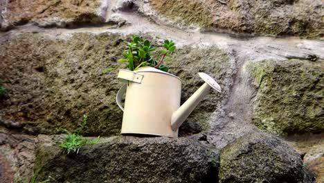 watering can acting as a flowerpot with a plant inside against a stone wall