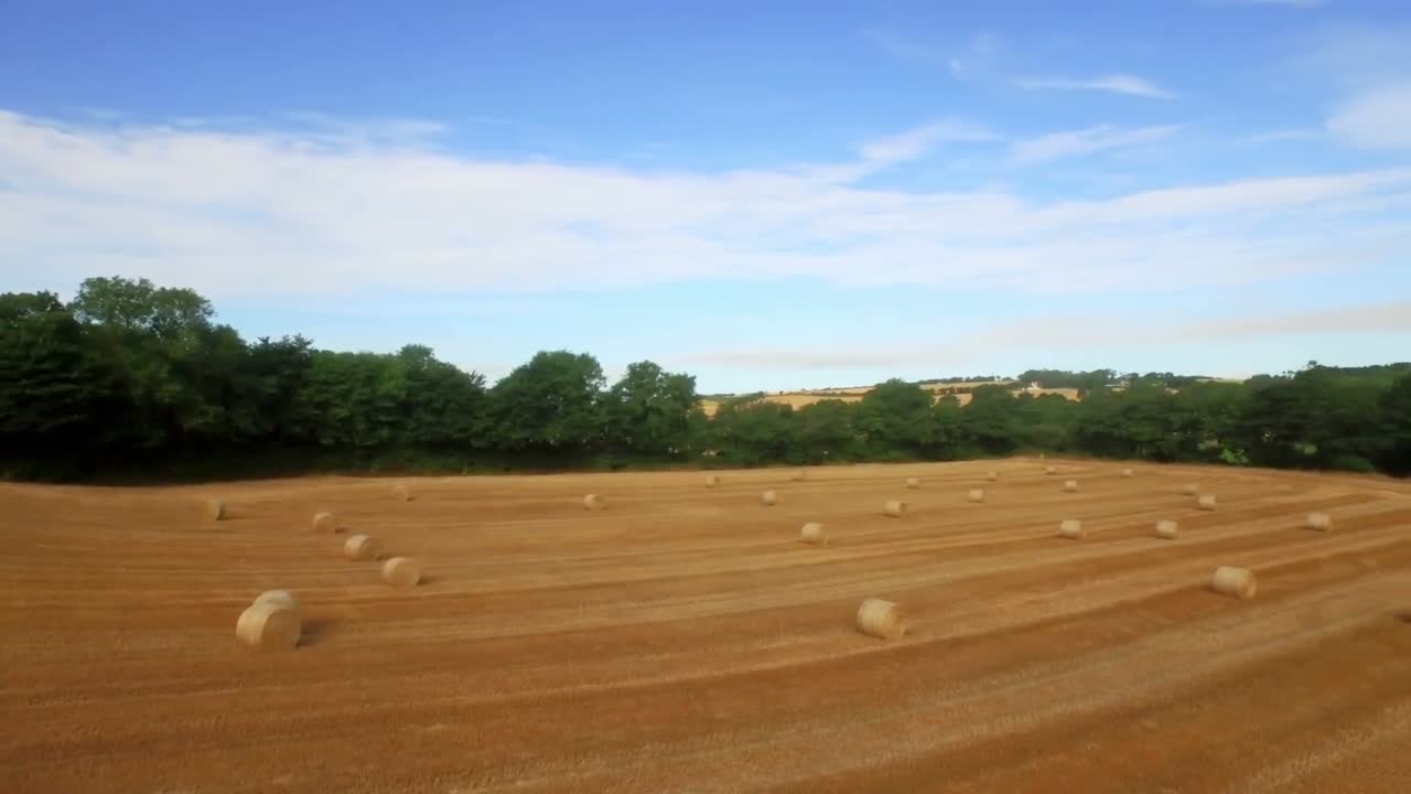 Drone footage of golden fields