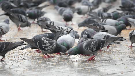 pigeons feeding in a city square