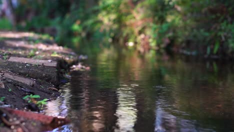 Water-Stream-In-The-Middle-Of-The-Forest