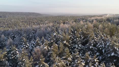 Antenne:-Schnelle-Drohne,-Die-Im-Kalten-Winter-über-Den-Sibirischen-Wald-Fliegt