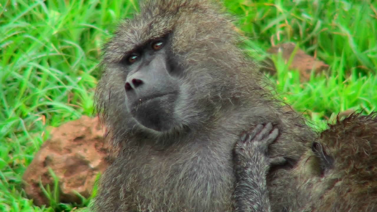 бабуины обхаживают друг друга в африке