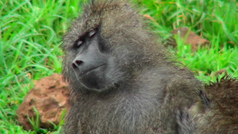 Baboons-groom-each-other-in-Africa