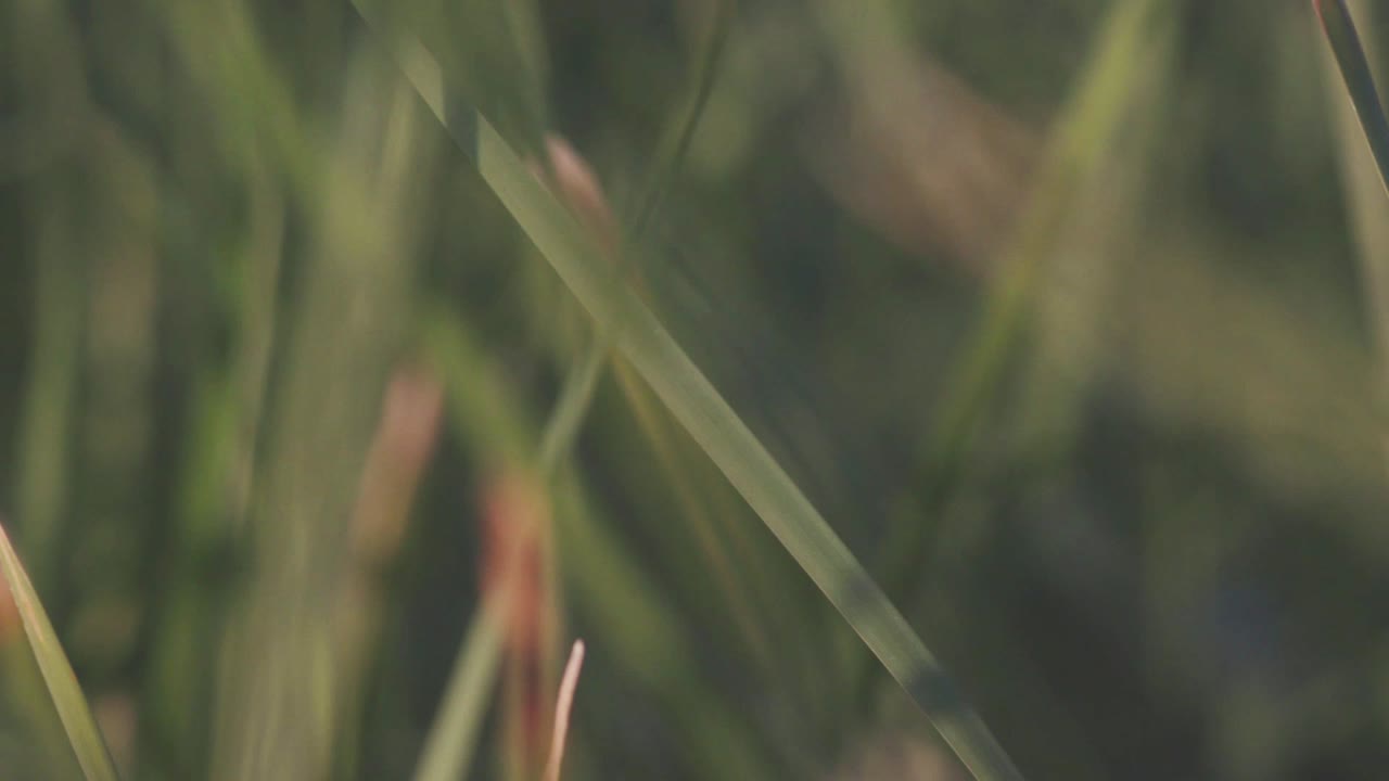 primer plano de hierba alta