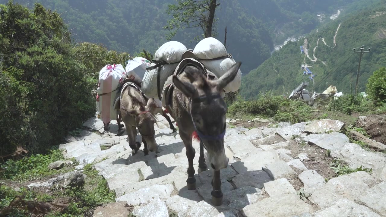 Mules transporting goodies on the way to Annapurna basecamp in Nepal.
