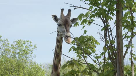 Nahaufnahme-Des-Kopfes-Einer-Giraffe-Im-Zoologischen-Garten-Vor-Blauem-Himmel
