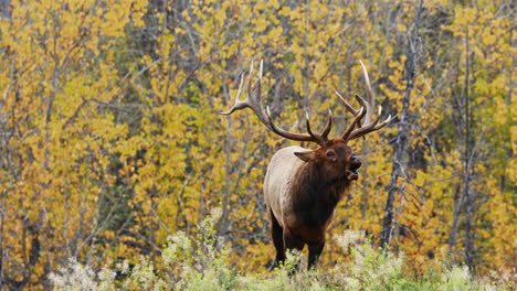 Erwachsener-Elchbulle,-Der-Während-Der-Brunft-Im-Herbstwald-Für-Weibchen-Steht