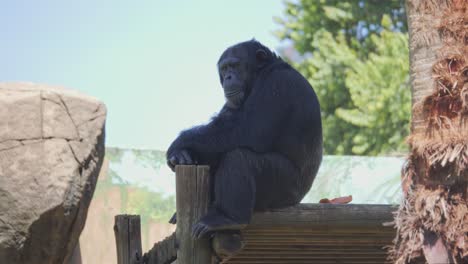 lonely chimpanzee sits in enclosure at wildlife facility