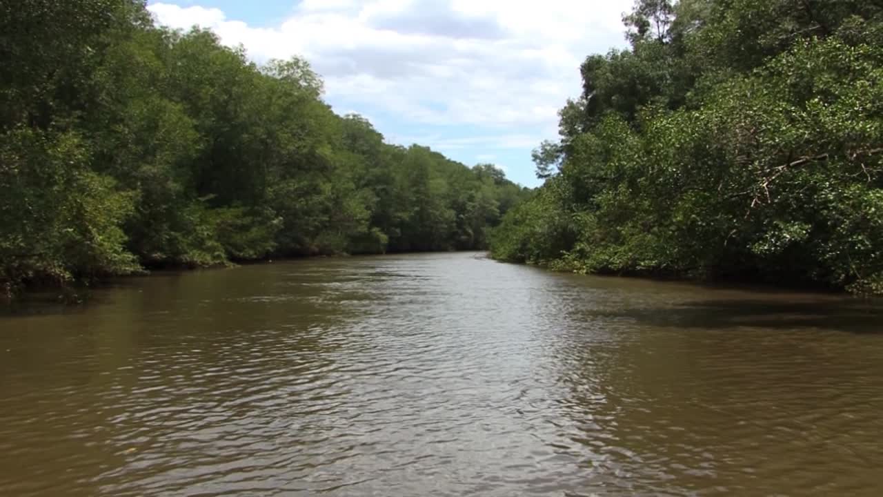río tarcoles en costa rica, rodeado por la selva tropical