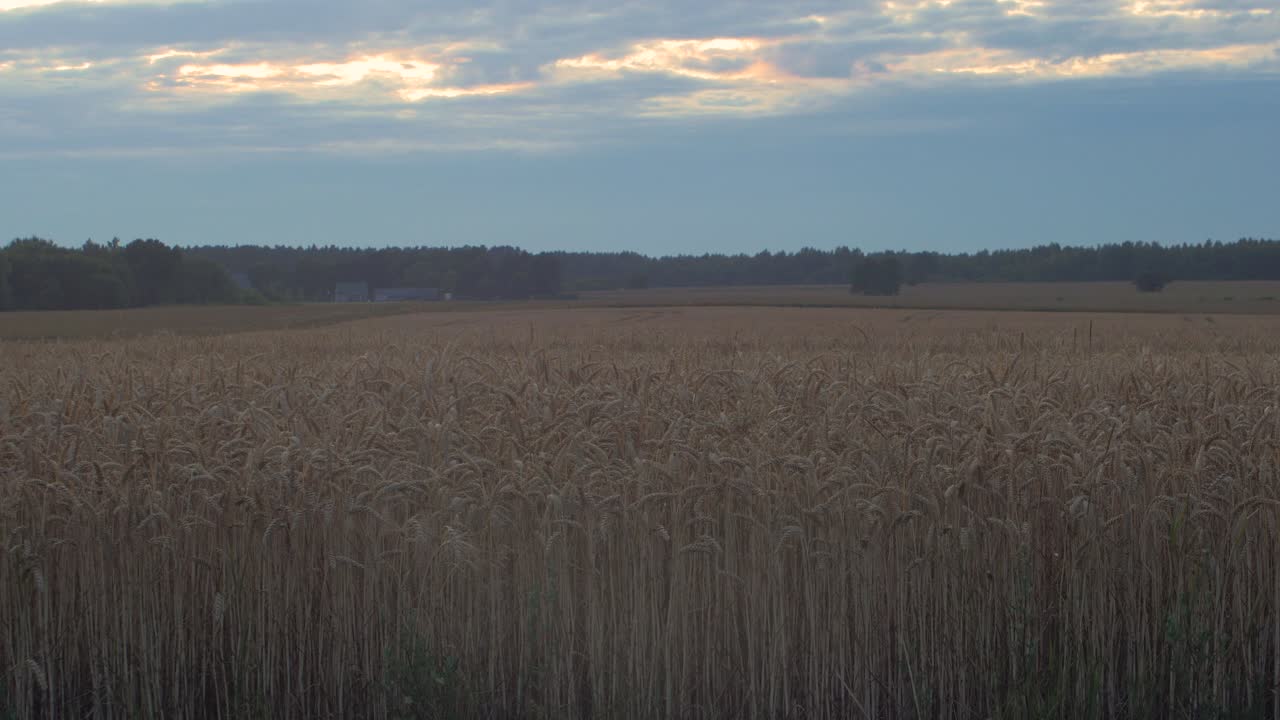 vista de hermosos brotes de trigo dorado maduros en el campo de cereal al atardecer, rico concepto de cosecha, tiro medio con nubes escénicas