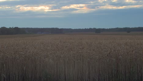 View-of-beautiful-ripe-golden-wheat-sprouts-in-the-cereal-field-at-sunset,-rich-harvest-concept,-medium-shot-with-scenic-clouds