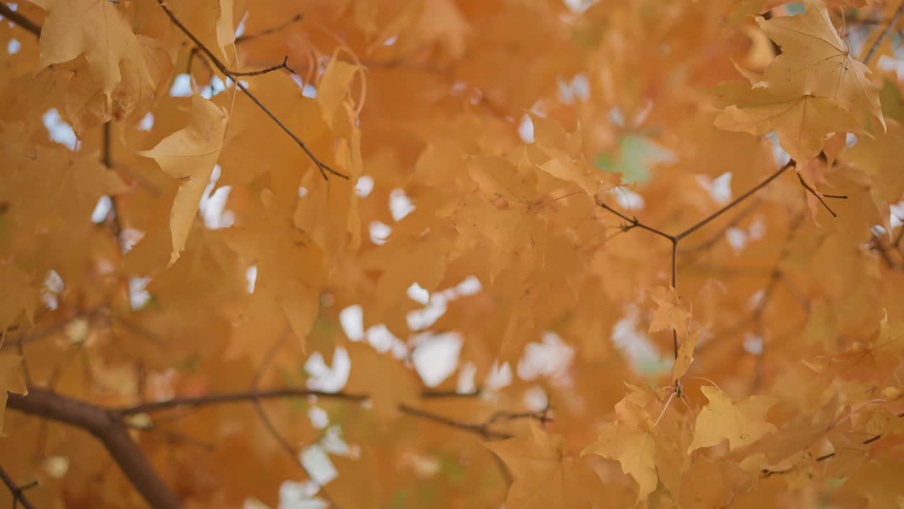 golden maple leaves ripple softly in wind against muted sky, capturing peaceful mood of autumn forest with warm tones, delicate movement, and dreamy natural light in seasonal transition