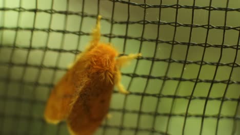 yellow small butterfly perched on black net