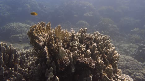 pedazo de coral tranquilo y sereno con algunos peces nadando a su alrededor en 4k