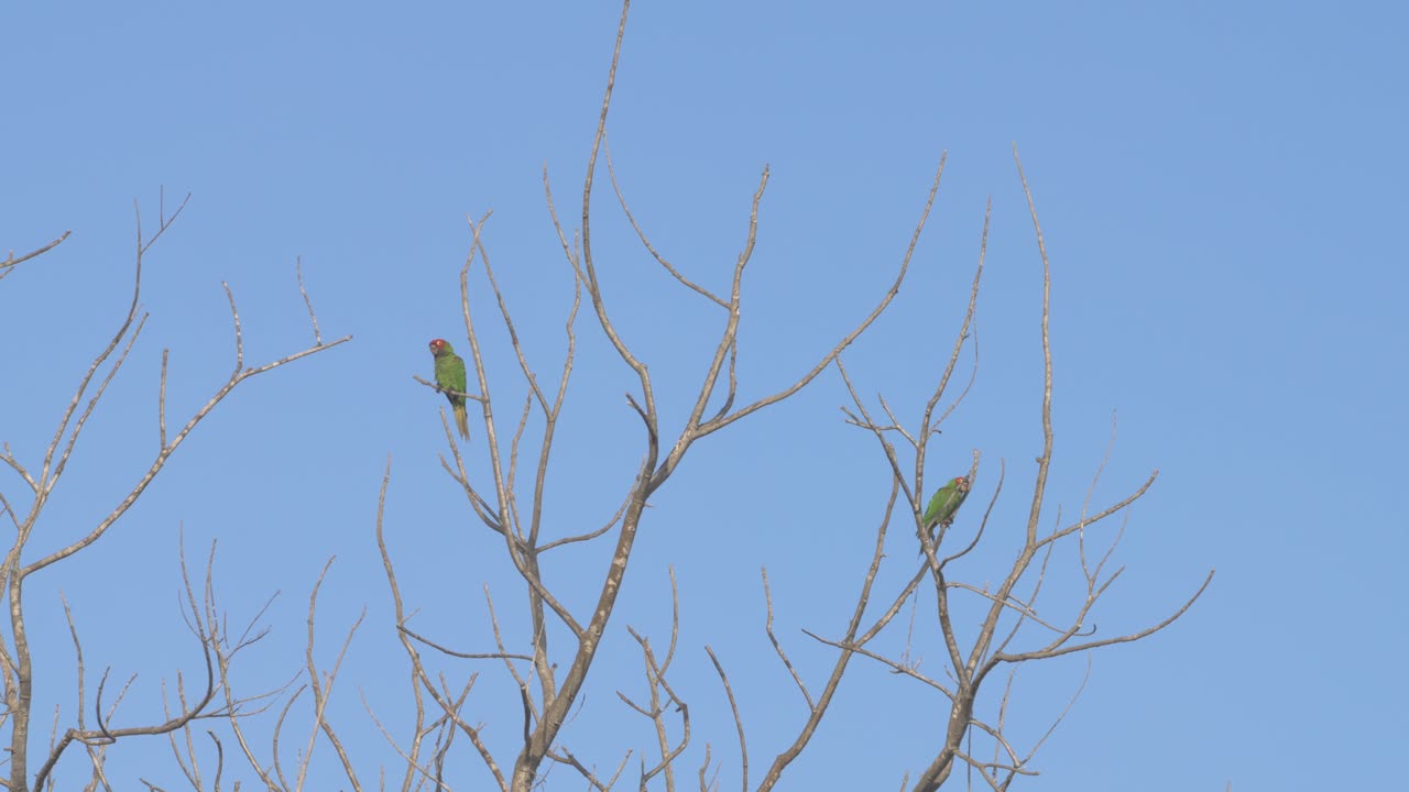 A pair of green parrots perched on a leafless tree under a bright, clear blue sky