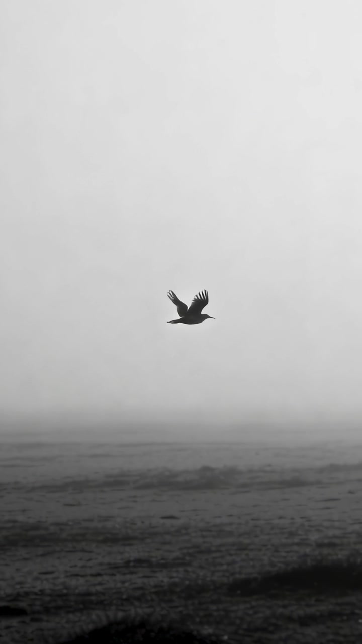 Video verticale: Si avvicina da sinistra, un uccello marino solitario che plana su un mare nebbioso con orizzonte lontano.