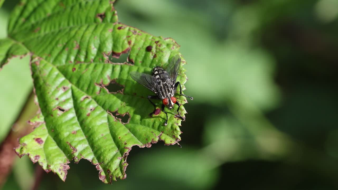 A Fly perched on a leaf in late Summer sunshine. UK