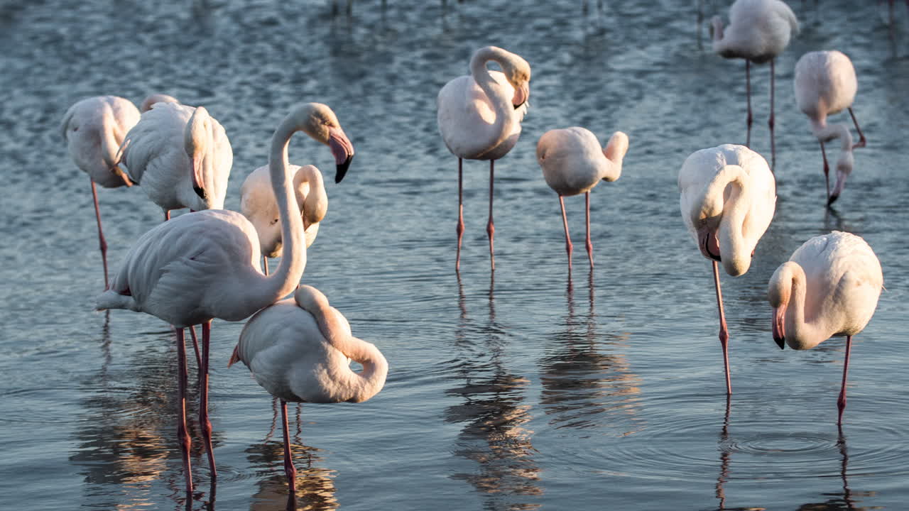 플라밍고 키네 4k 28