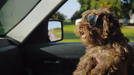 Der-Hund-Reist-Mit-Dem-Besitzer-Im-Auto-Das-Haustier-Trägt-Eine-Sonnenbrille