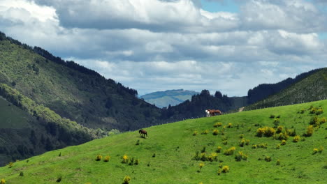drone shot filming multiple horses grazing on a large hill with stunning view in the motueka valley, new zealand