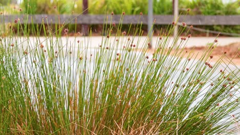 vehicles drive past ficinia grass on roadside