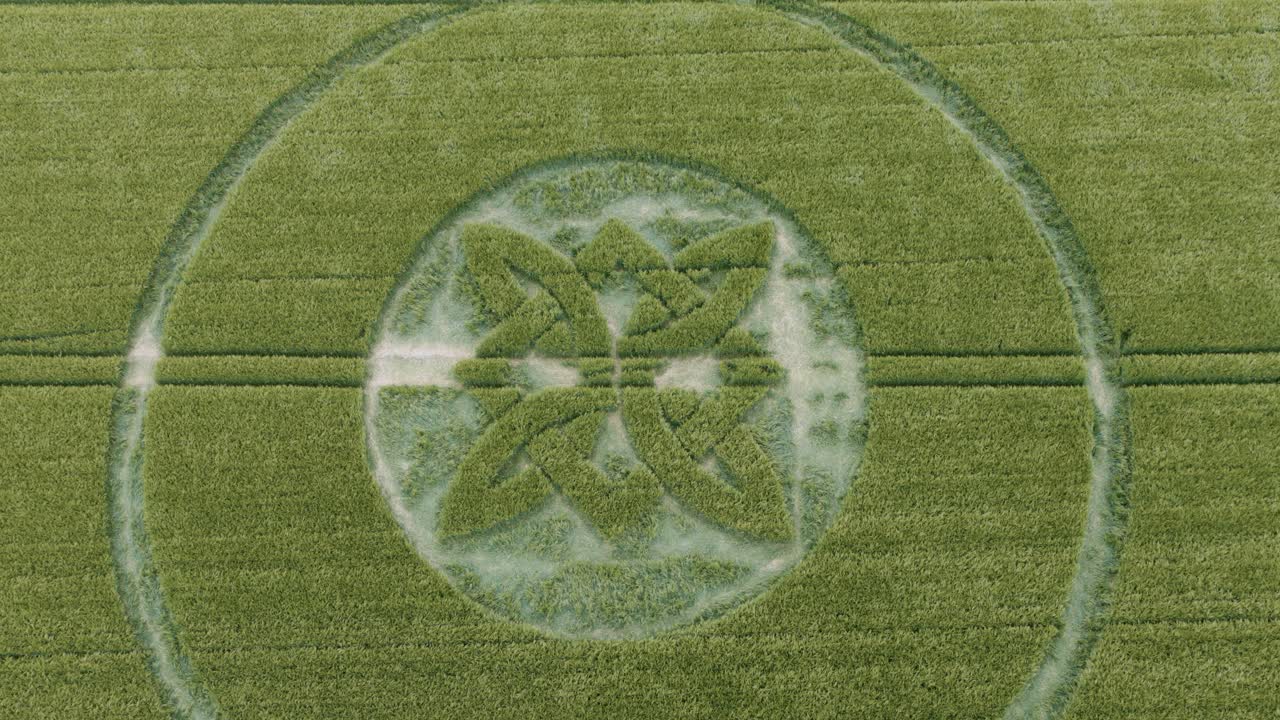 Sutton Veny 2025 Celtic knot circular ring crop circle aerial Birdseye view over carved barley field