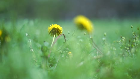 extreme macro of a dandelion on a fresh green lawn in spring