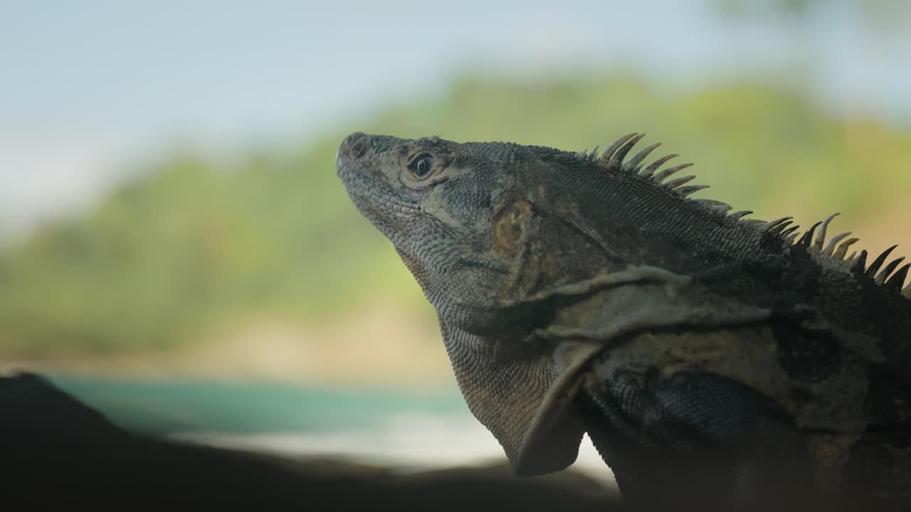 Black spiny-tailed iguana relaxing in shade, close up shot of head